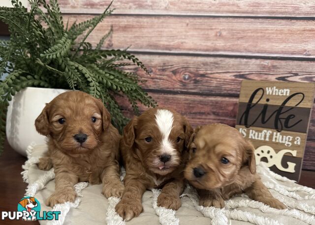 Toy Cavoodle Puppies
