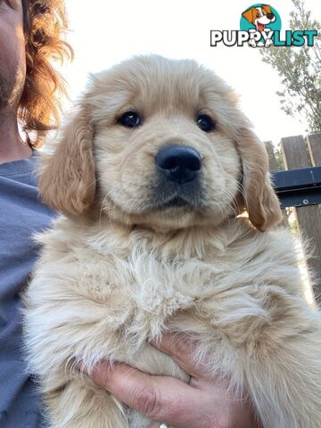 Pure golden retriever puppies