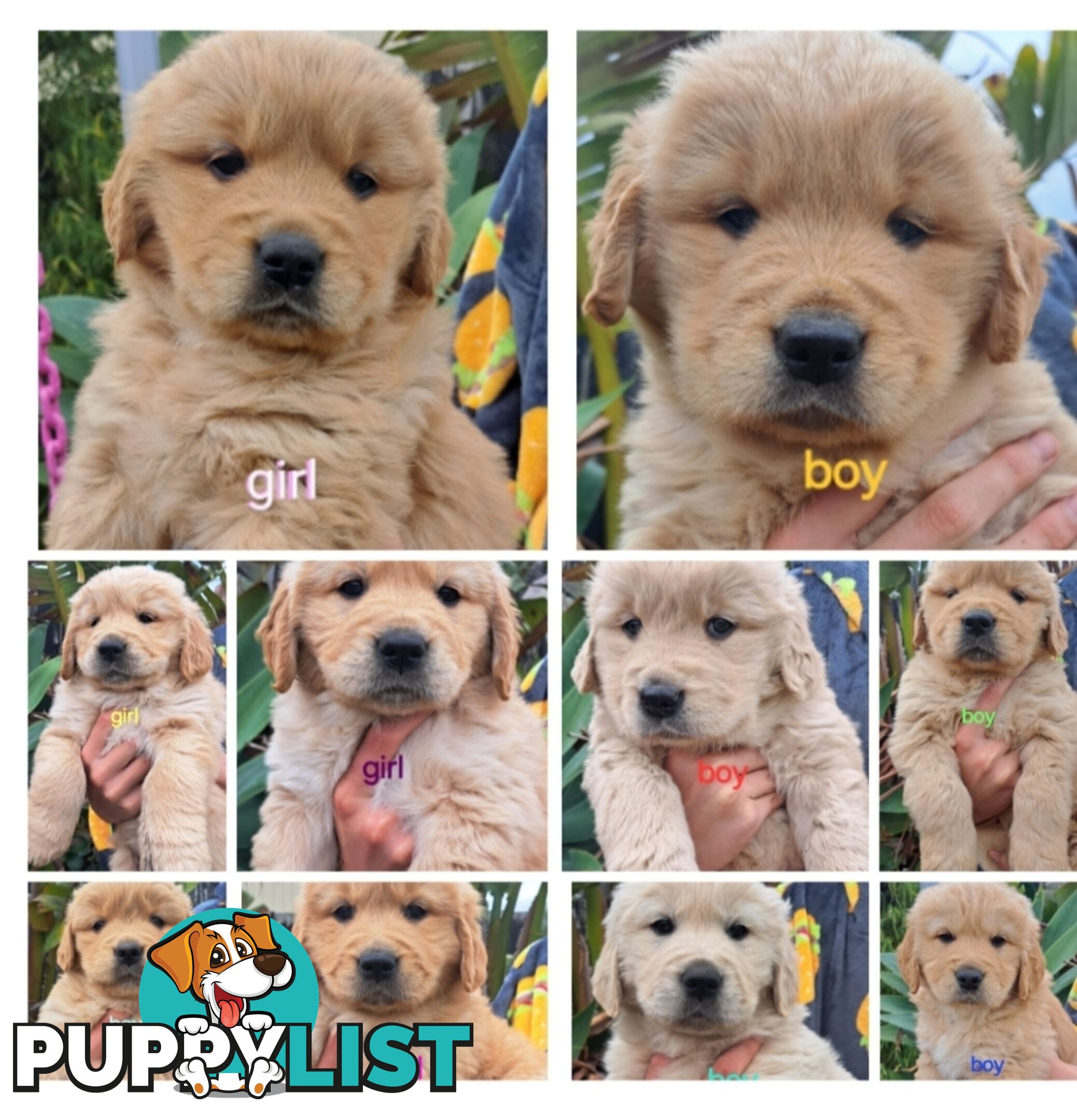 Pure golden retriever puppies