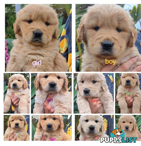 Pure golden retriever puppies