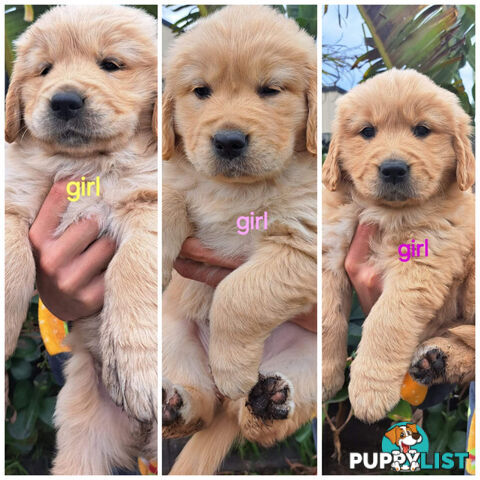 Pure golden retriever puppies