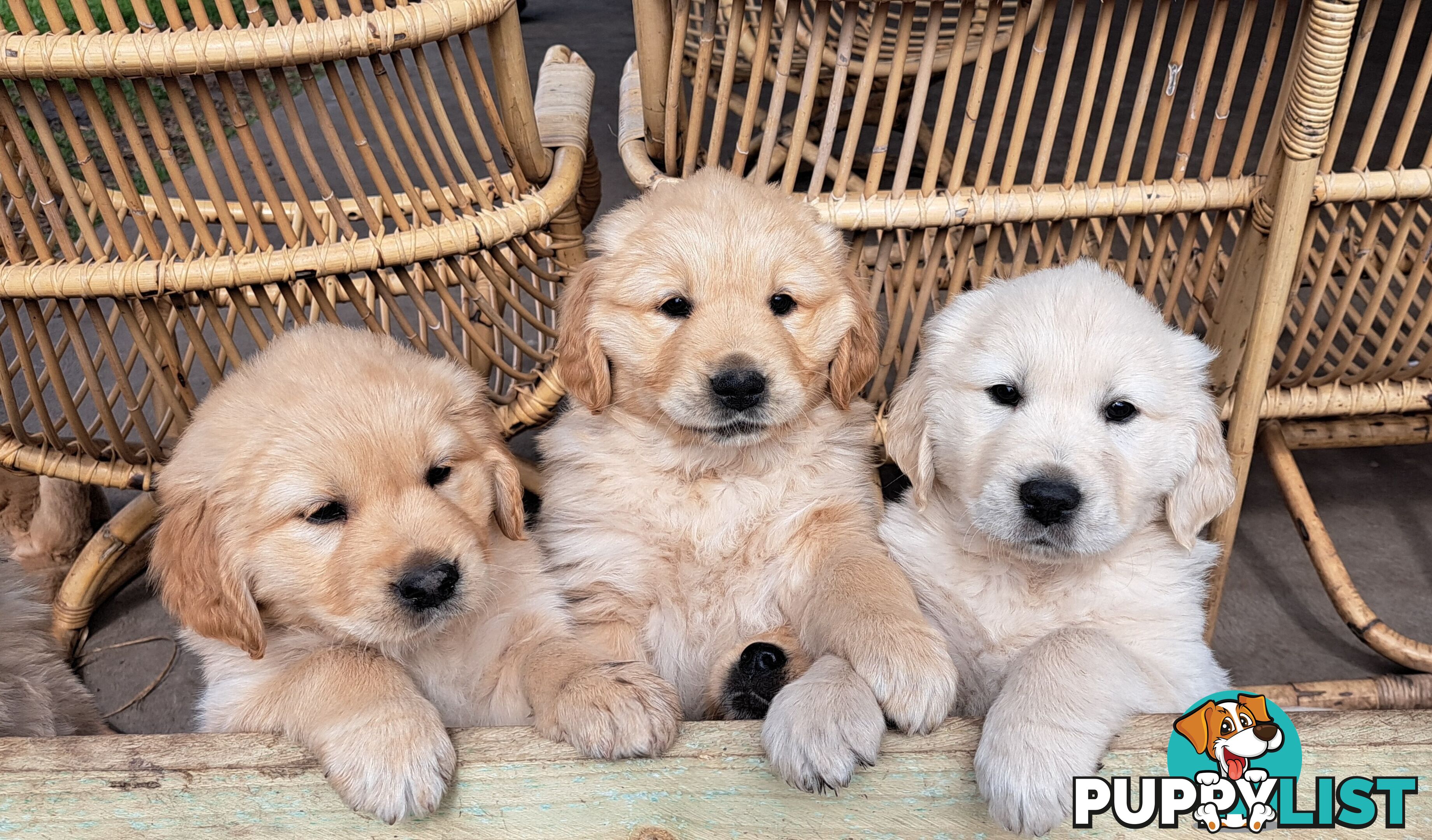 Pure golden retriever puppies