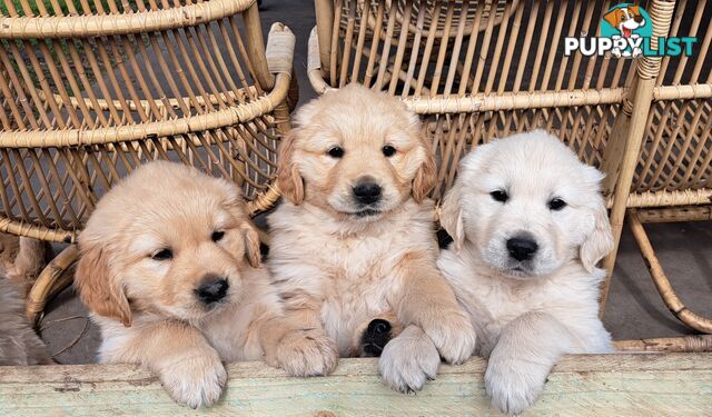 Pure golden retriever puppies