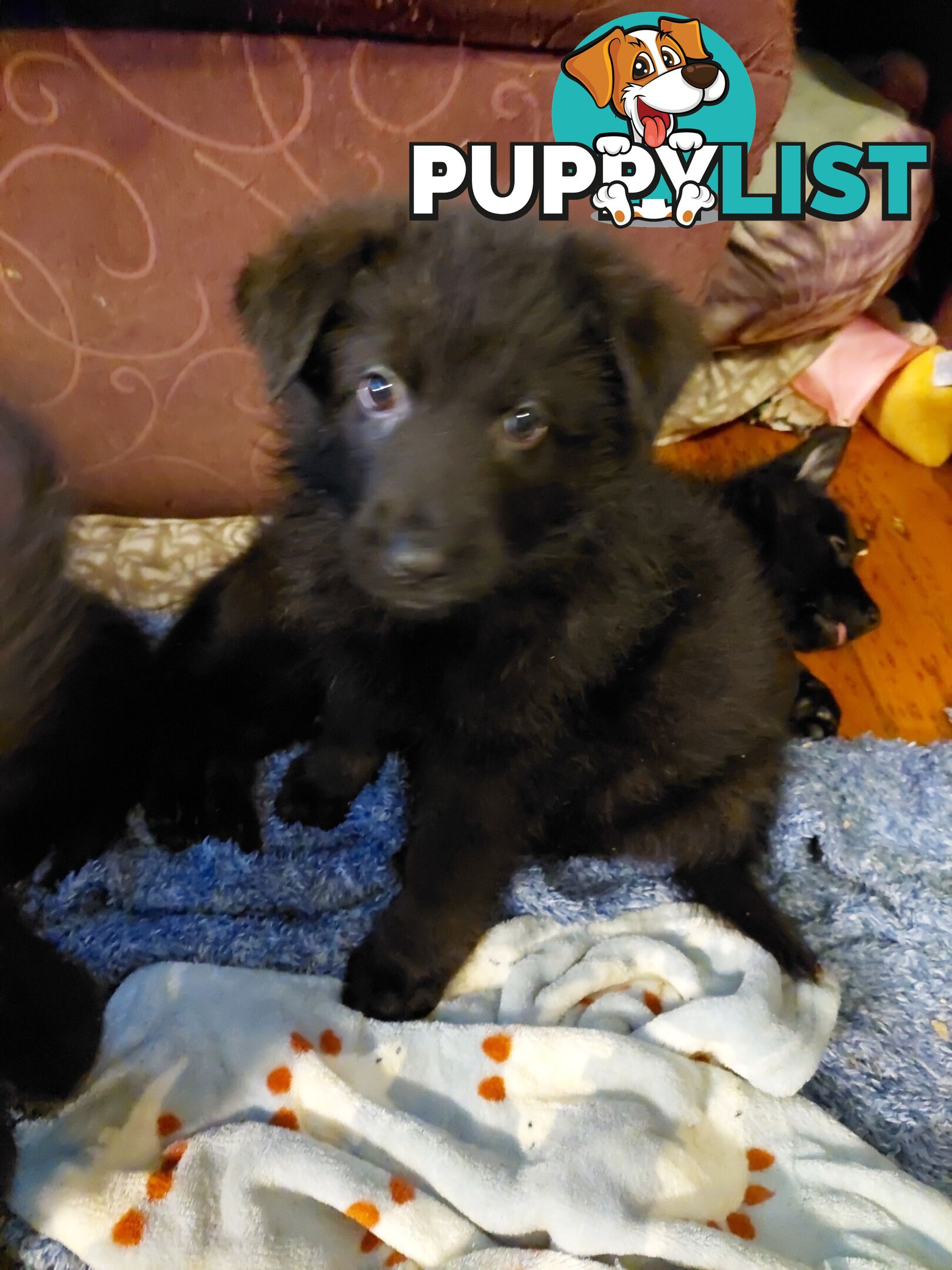 Black German Shepherd Puppies Ready To Go!