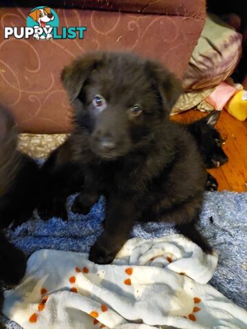 Black German Shepherd Puppies Ready To Go!