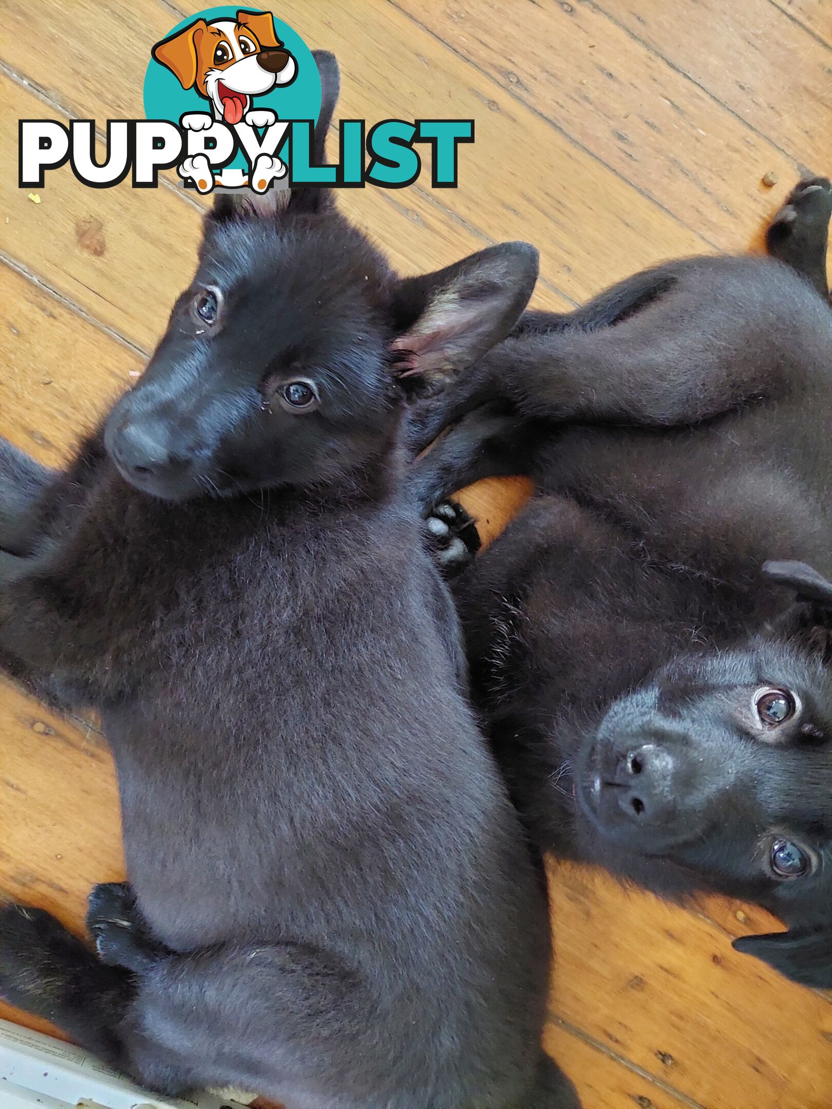 Black German Shepherd Puppies Ready To Go!