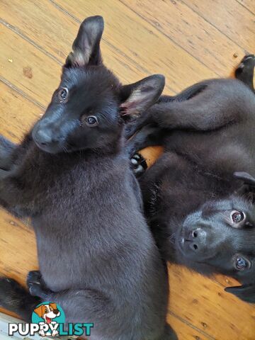 Black German Shepherd Puppies Ready To Go!