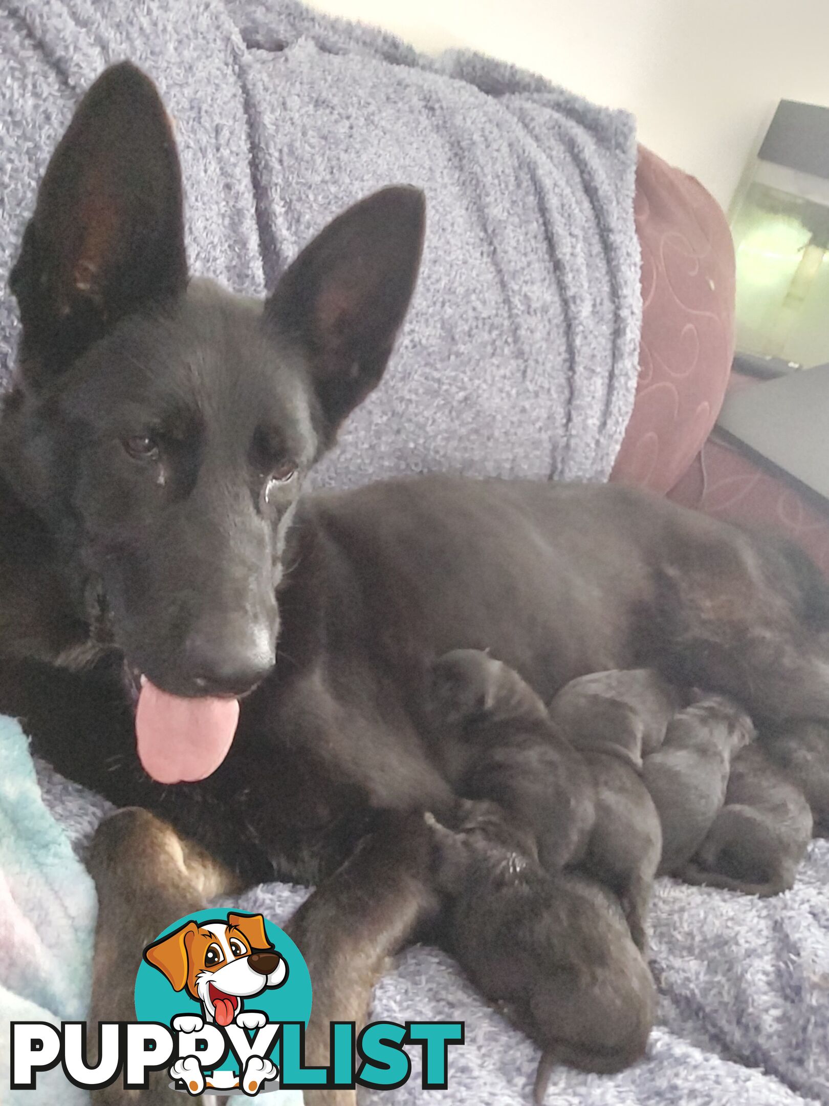 Black German Shepherd Puppies Ready To Go!
