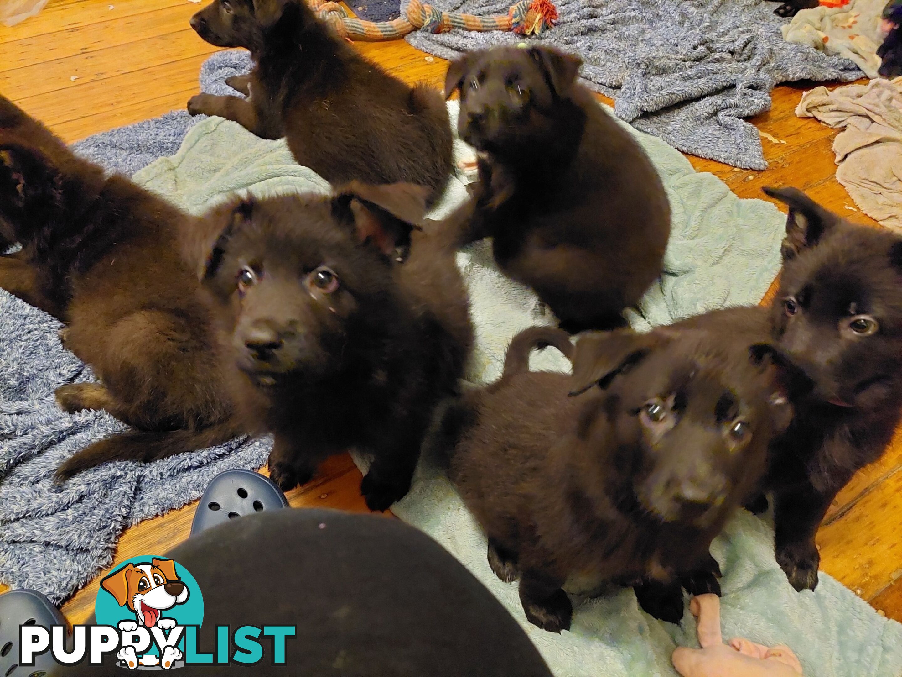 Black German Shepherd Puppies Ready To Go!
