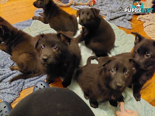 Black German Shepherd Puppies Ready To Go!