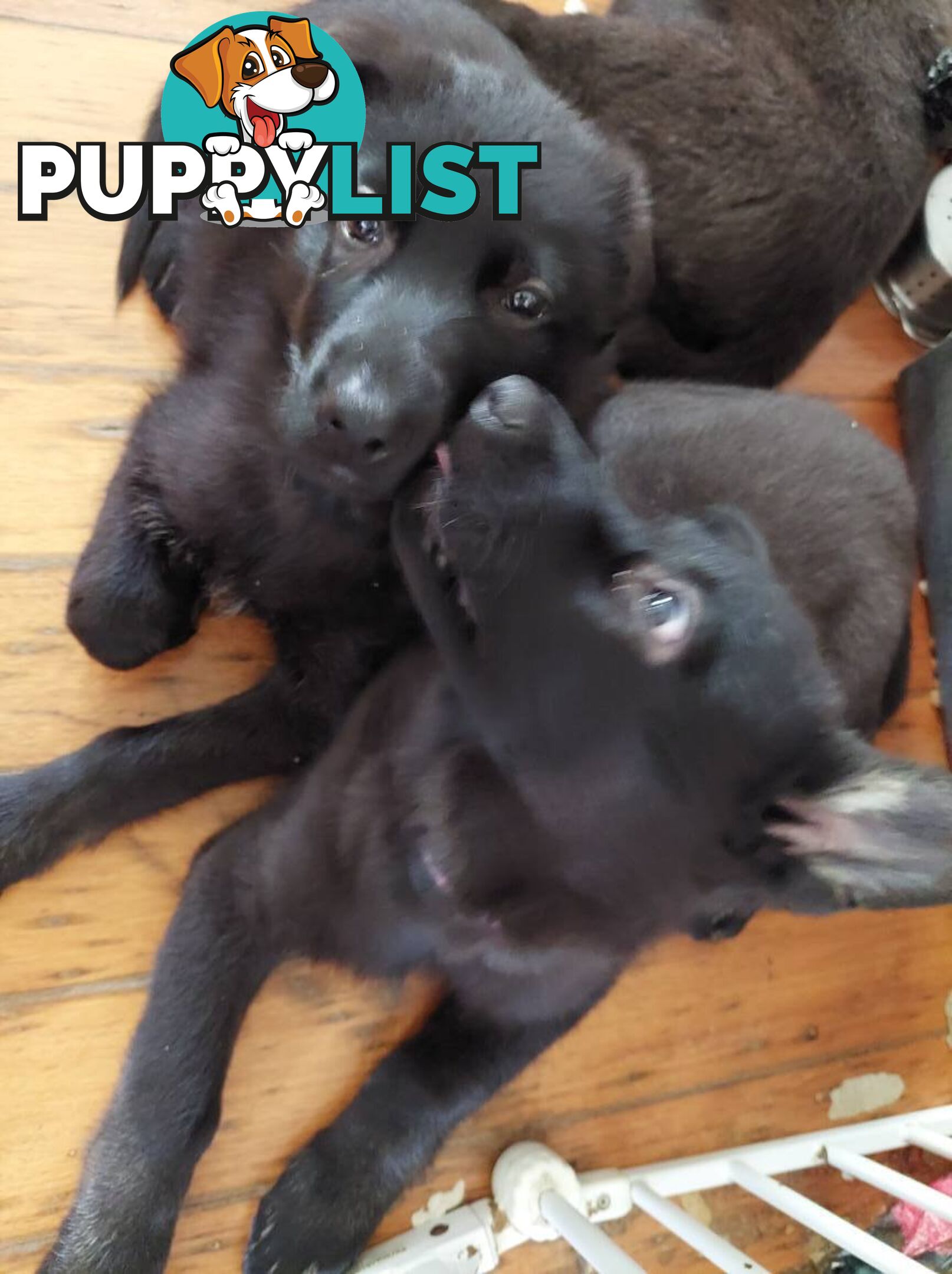 Black German Shepherd Puppies Ready To Go!