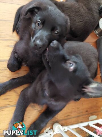 Black German Shepherd Puppies Ready To Go!