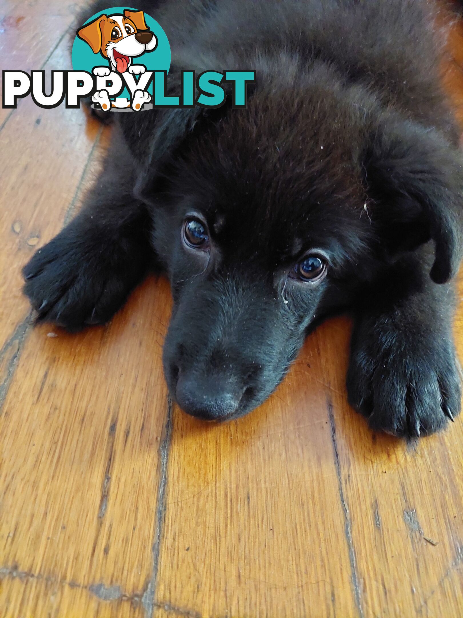 Black German Shepherd Puppies Ready To Go!