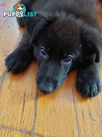 Black German Shepherd Puppies Ready To Go!
