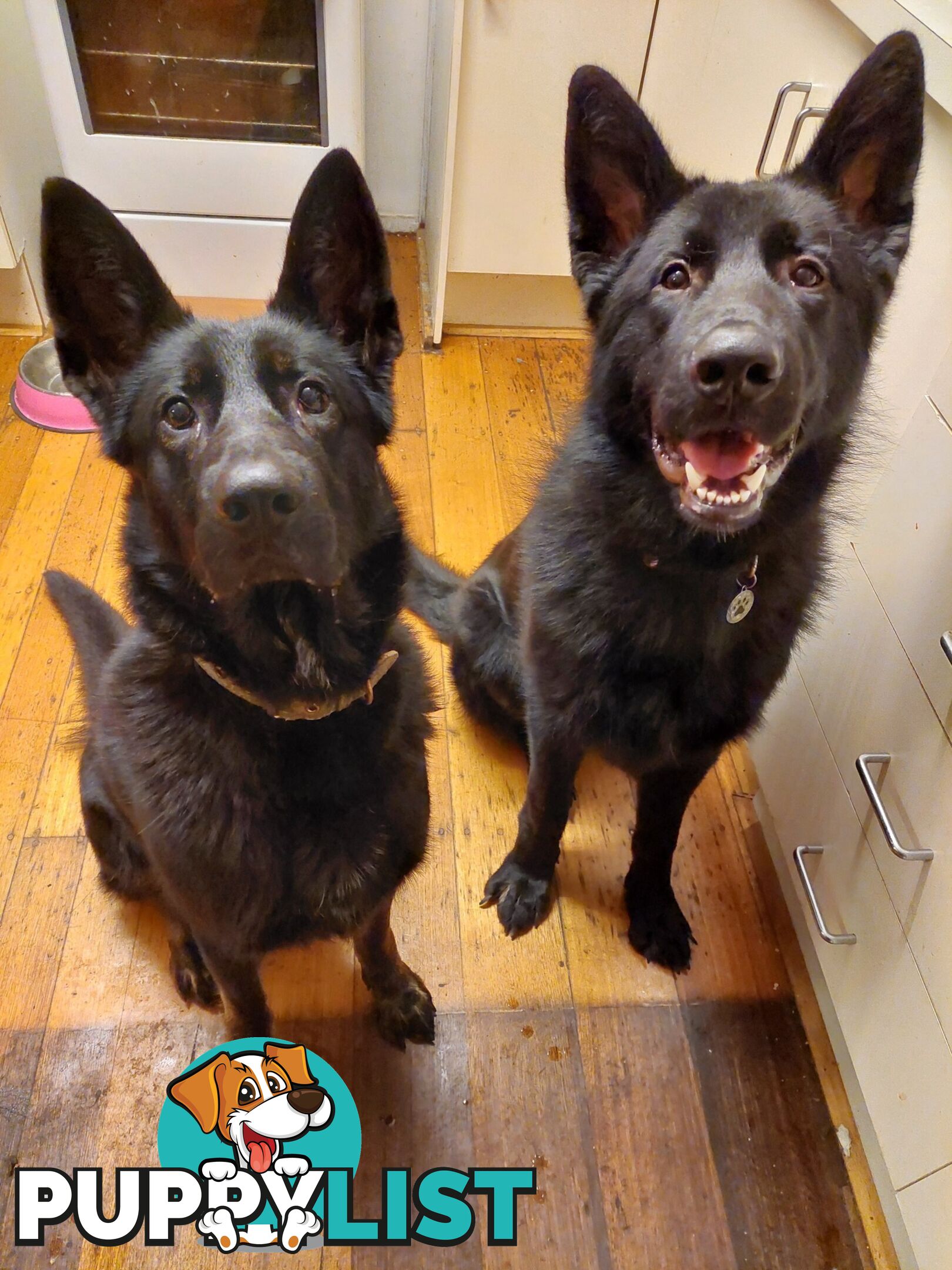 Black German Shepherd Puppies Ready To Go!