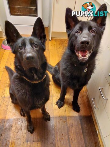 Black German Shepherd Puppies Ready To Go!