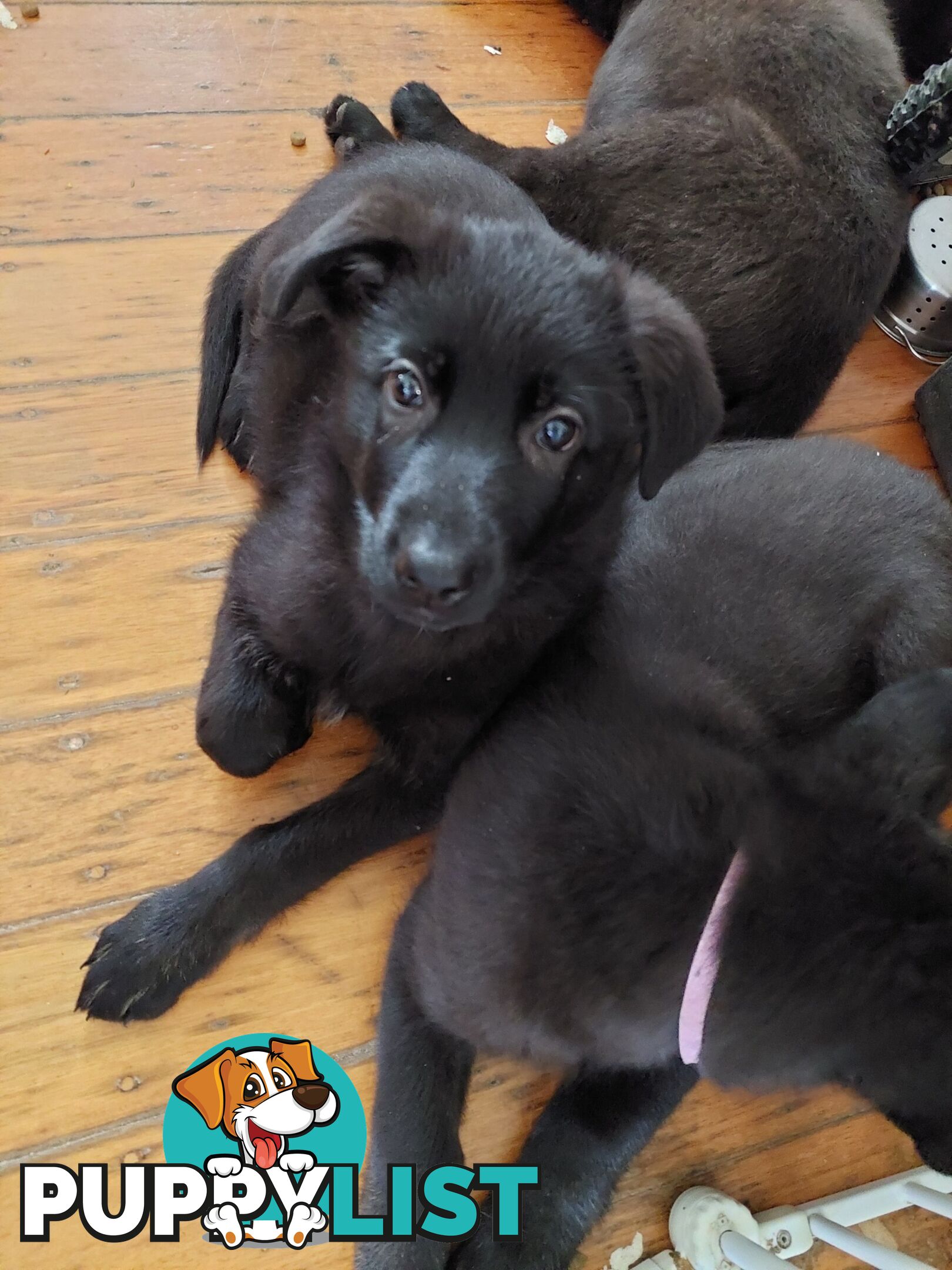 Black German Shepherd Puppies Ready To Go!