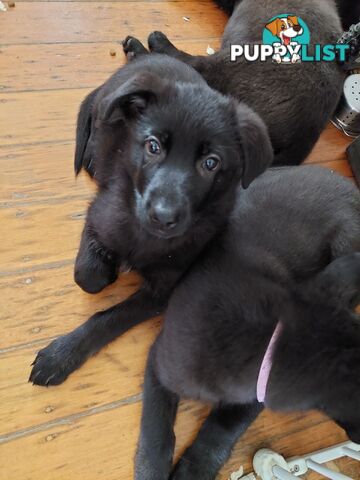 Black German Shepherd Puppies Ready To Go!
