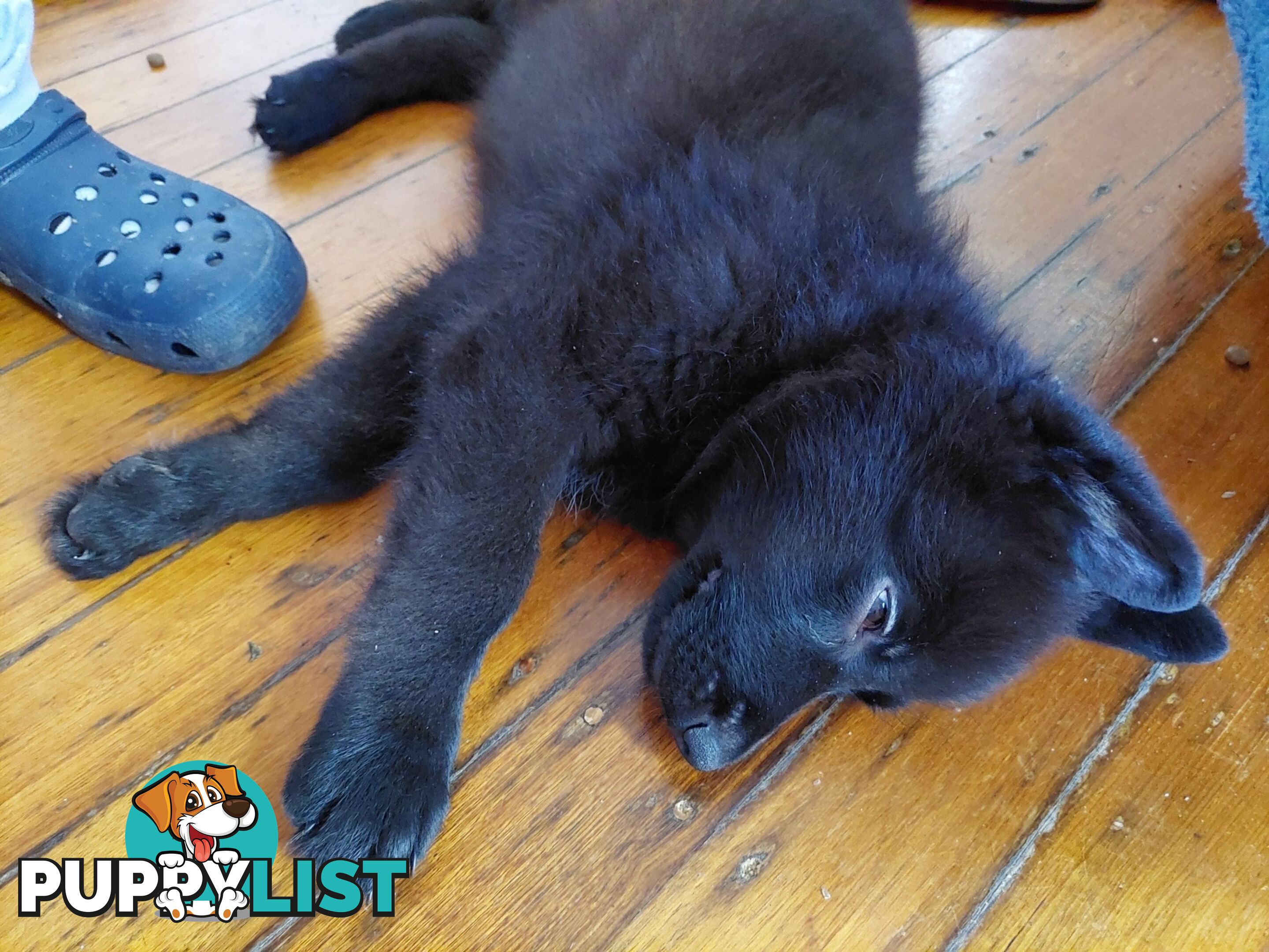 Black German Shepherd Puppies Ready To Go!
