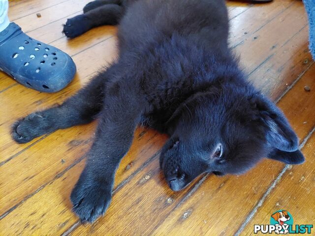 Black German Shepherd Puppies Ready To Go!