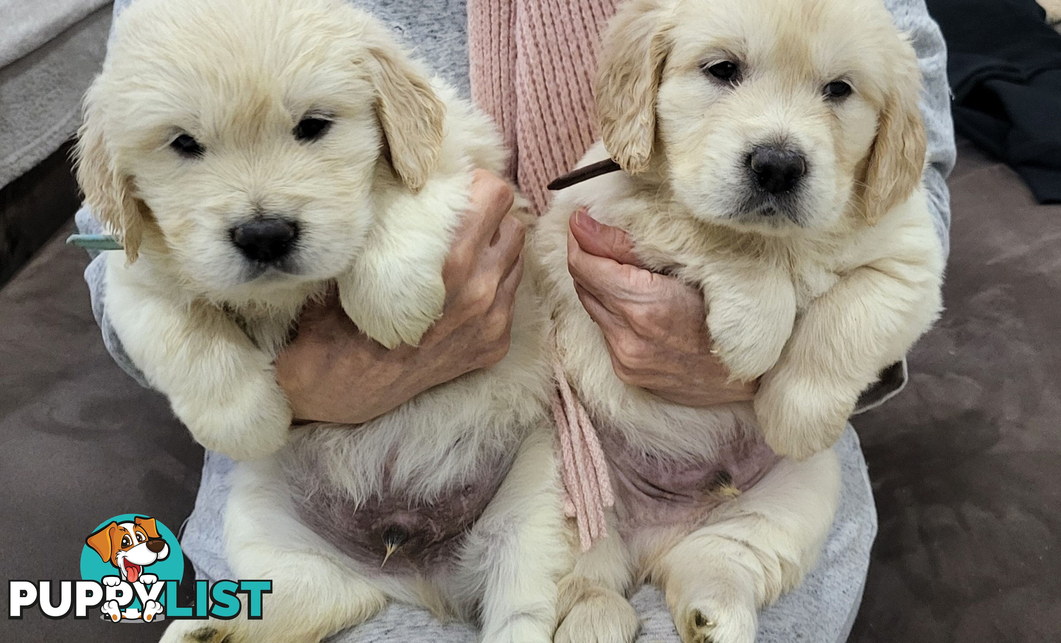 Golden Retriever Puppies