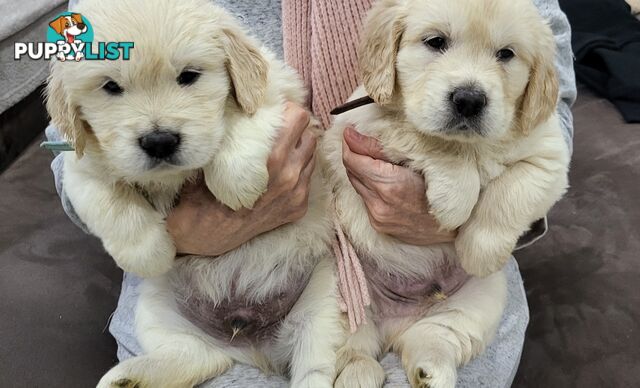 Golden Retriever Puppies