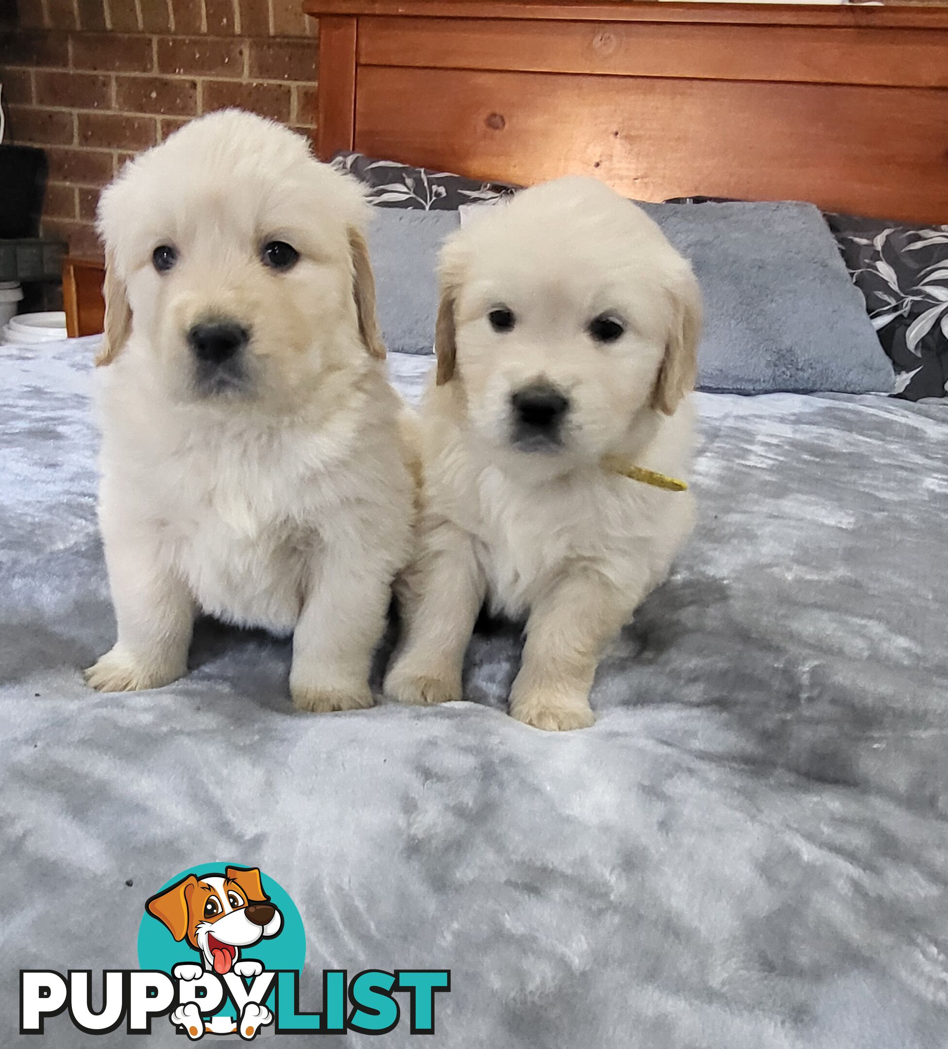 Golden Retriever Puppies