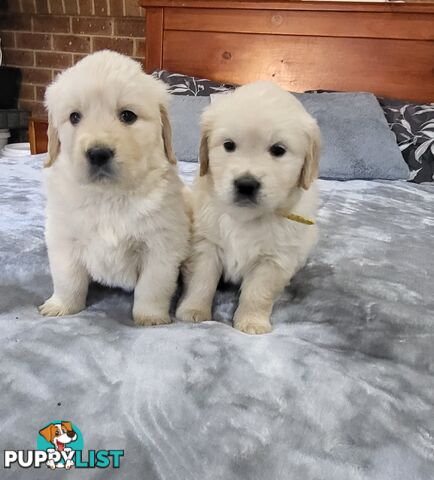 Golden Retriever Puppies