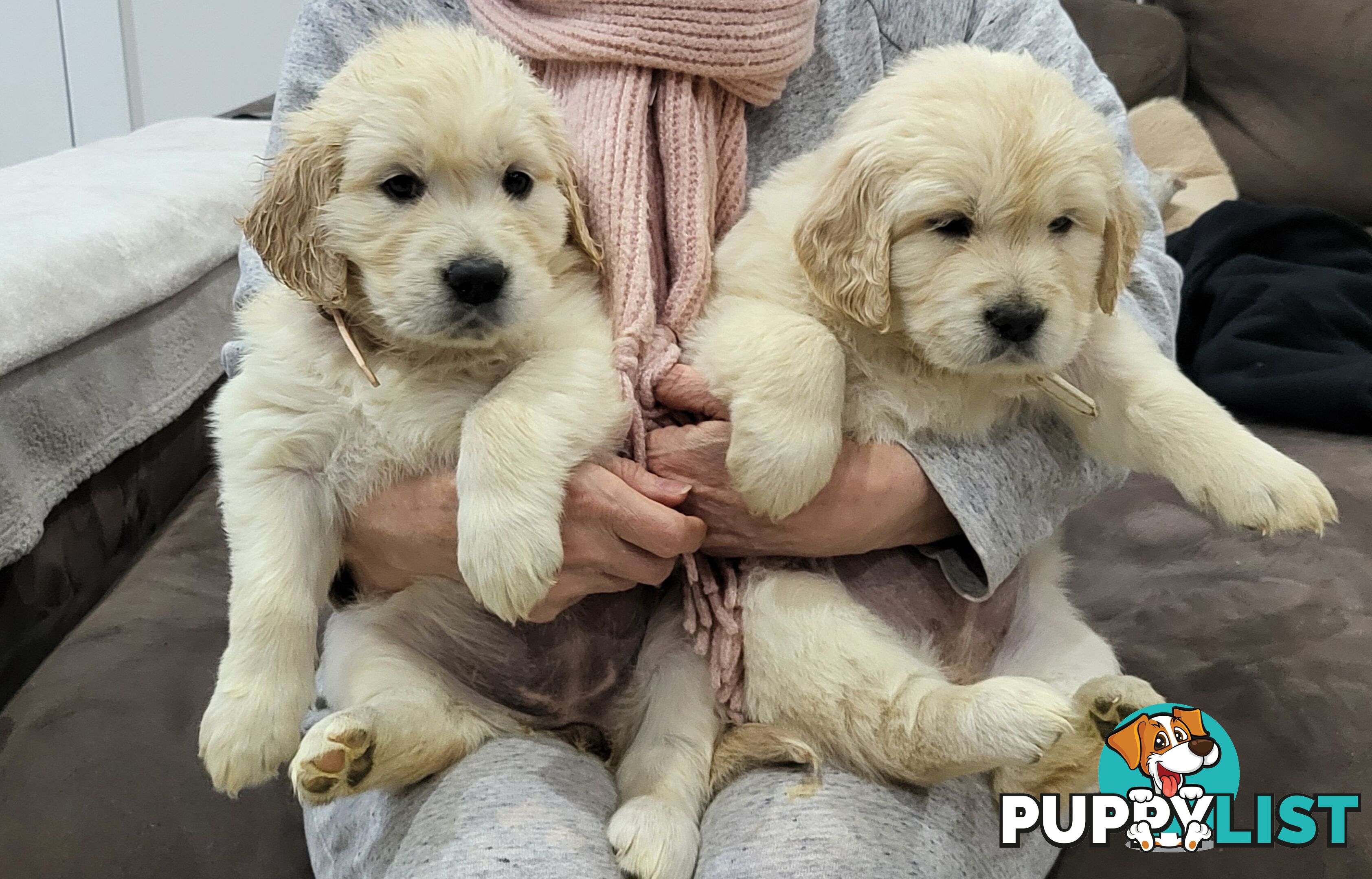Golden Retriever Puppies