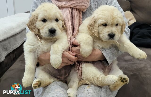 Golden Retriever Puppies