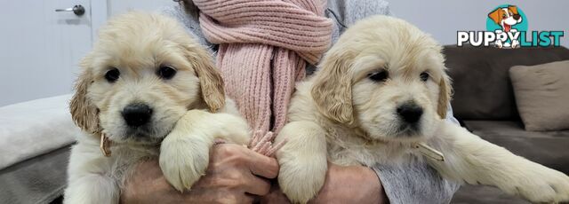 Golden Retriever Puppies