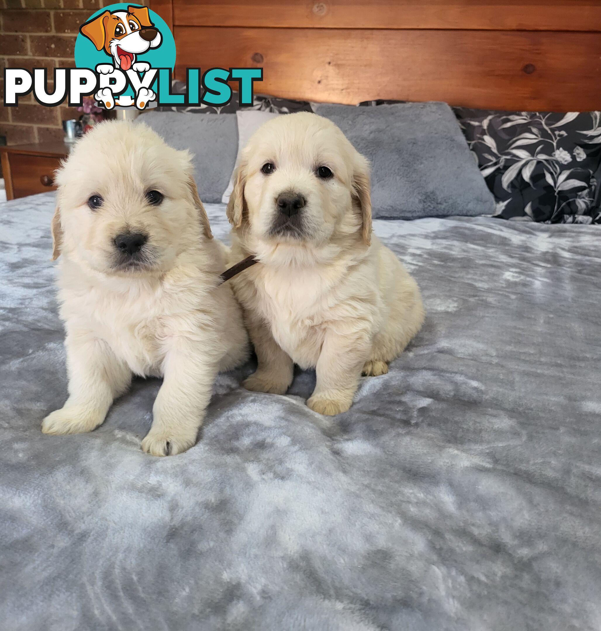 Golden Retriever Puppies
