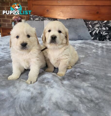 Golden Retriever Puppies
