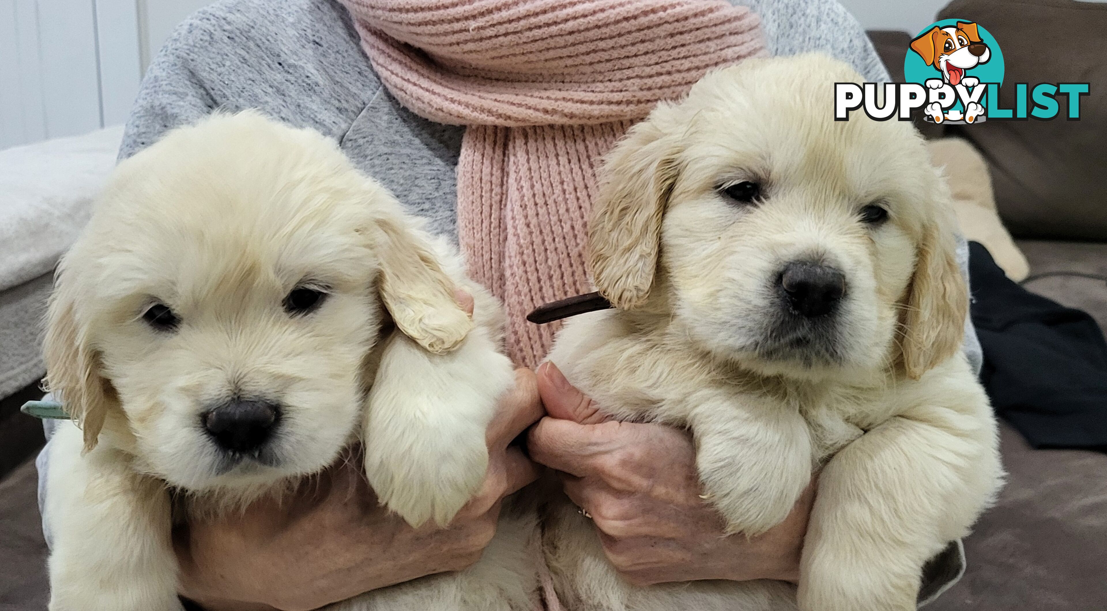 Golden Retriever Puppies