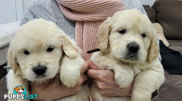 Golden Retriever Puppies