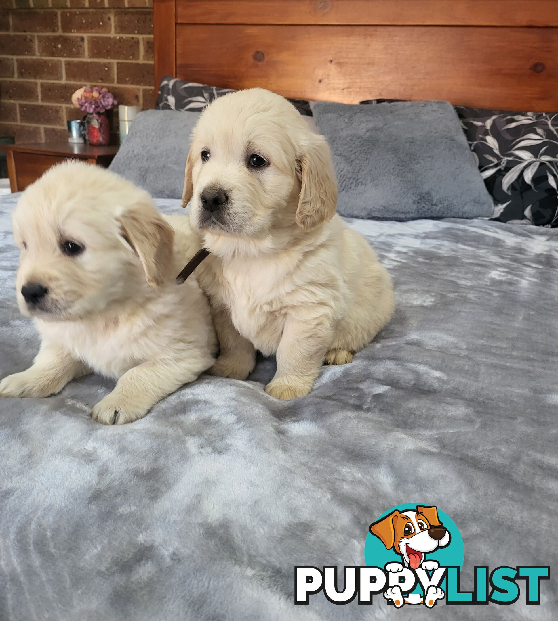 Golden Retriever Puppies