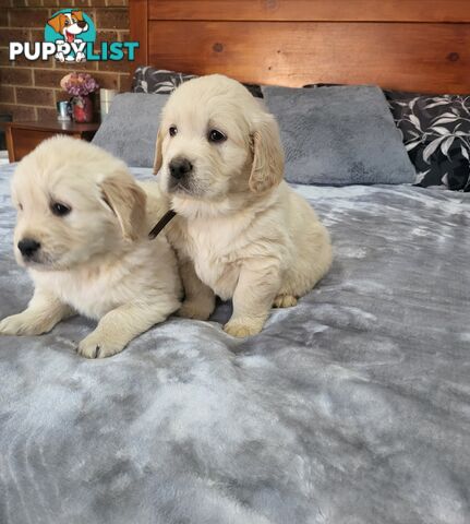 Golden Retriever Puppies