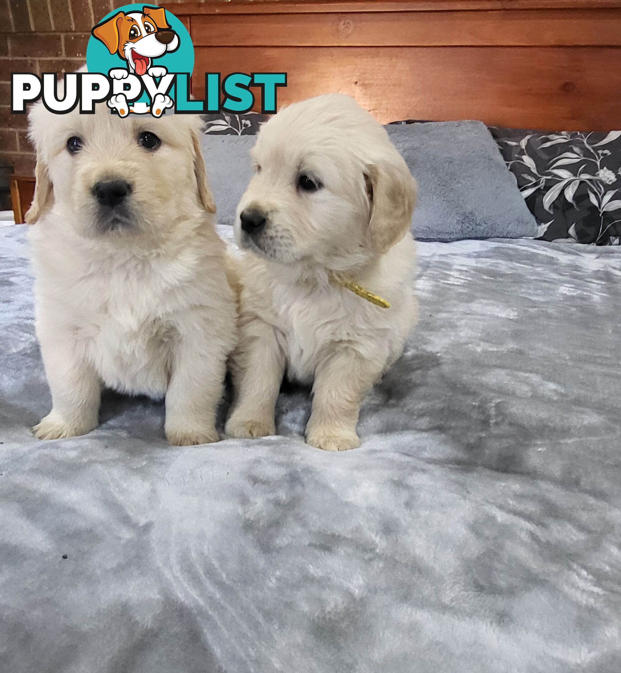 Golden Retriever Puppies