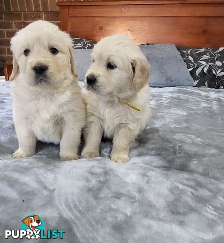 Golden Retriever Puppies
