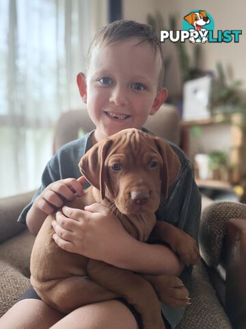 Hungarian Vizslas Ready to Go