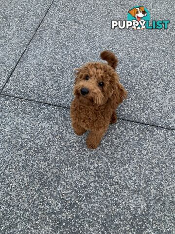 STUNNING & PROVEN TOY/MINI POODLE STUD