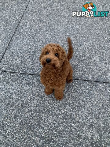 STUNNING TOY/MINI POODLE STUD