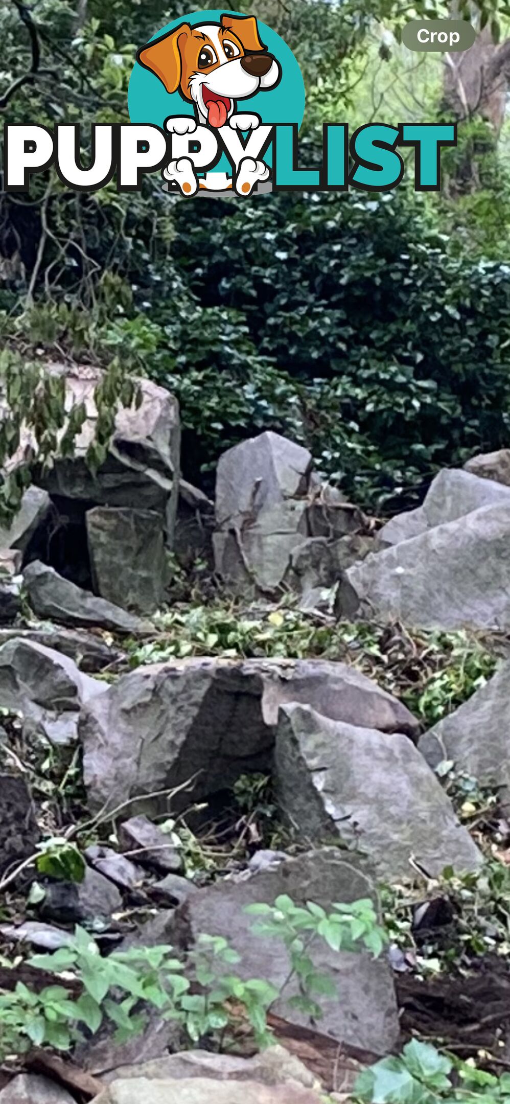 TRACHYTE ROCK