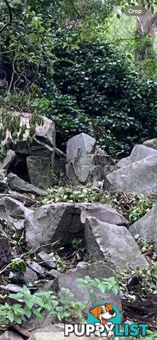 TRACHYTE ROCK