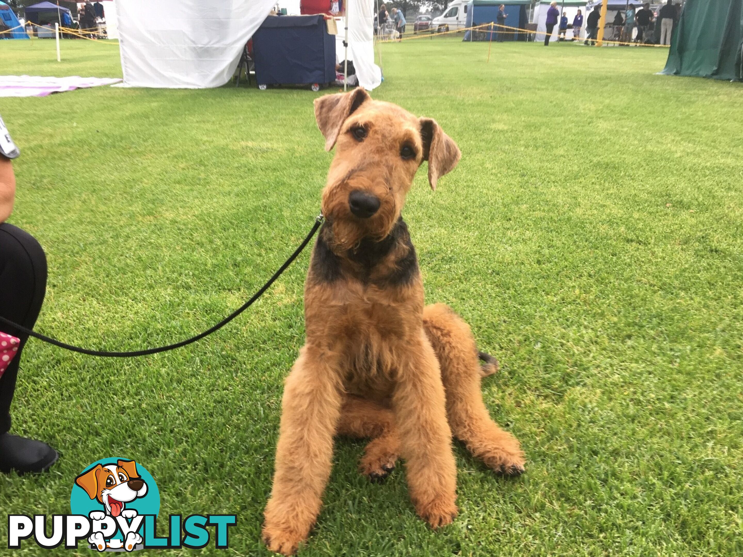 AIREDALE TERRIER PUPPIES