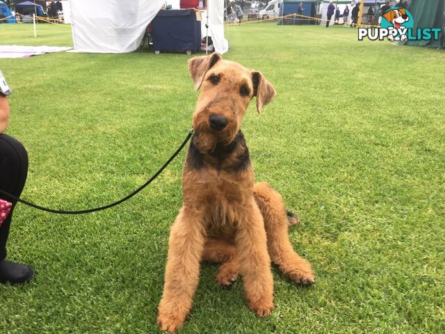 AIREDALE TERRIER PUPPIES