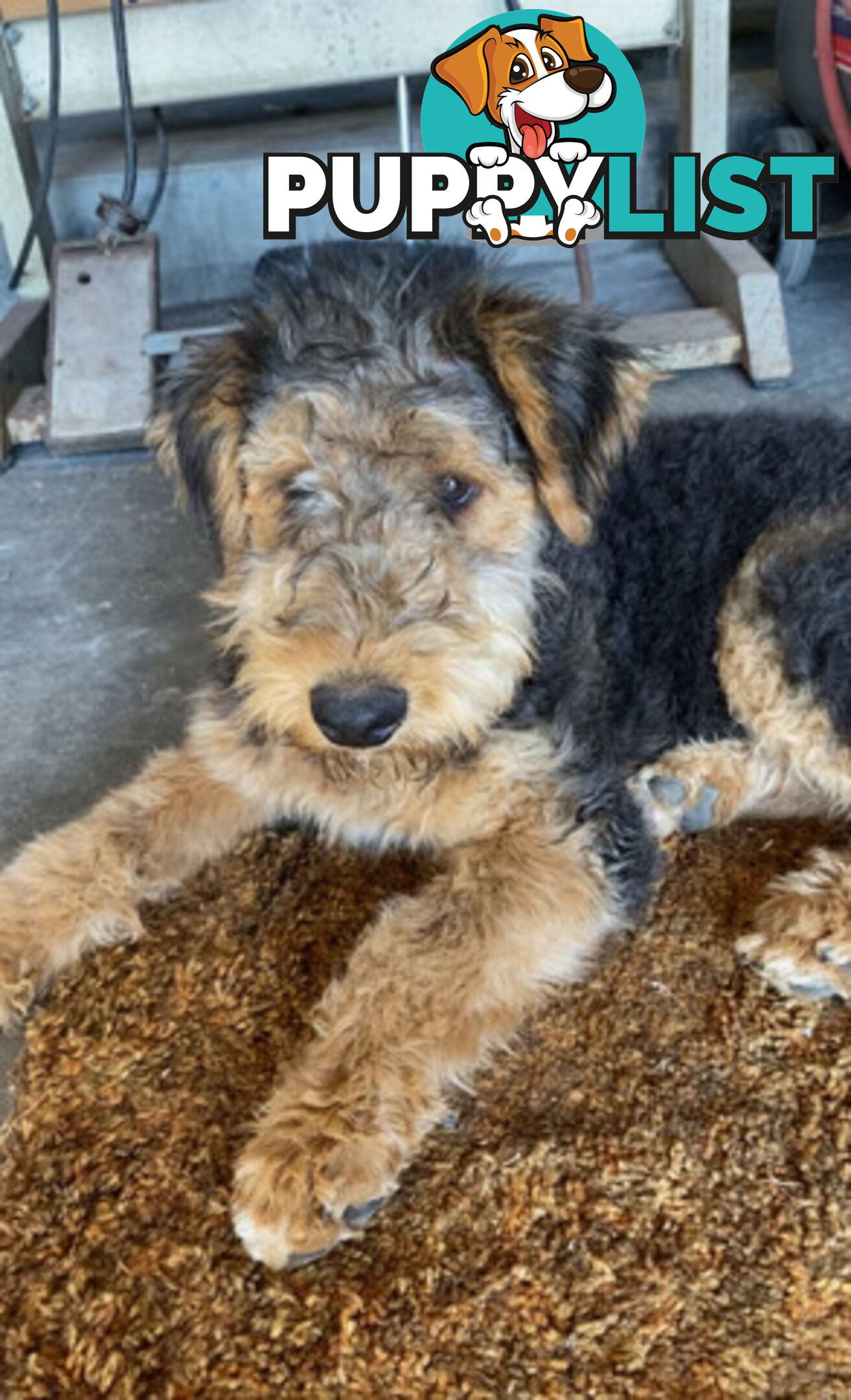 AIREDALE TERRIER PUPPIES