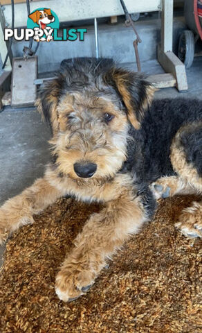 AIREDALE TERRIER PUPPIES