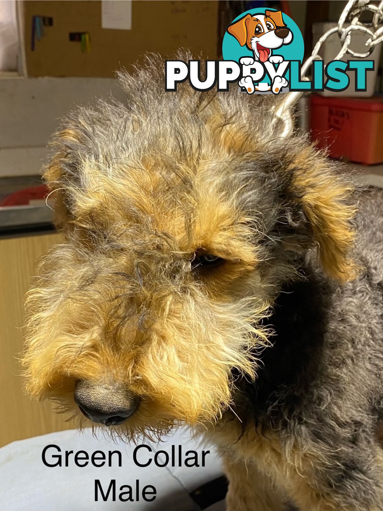 AIREDALE TERRIER PUPPIES