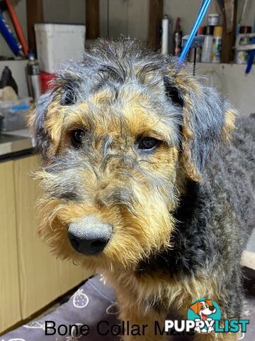 AIREDALE TERRIER PUPPIES